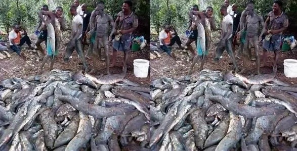 Massive flooding in Bayelsa 'blesses' villagers with food (Photo ...