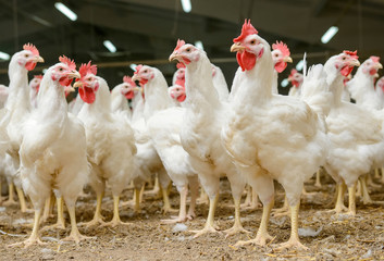 How to Start Poultry Farming Without Losing any Chicken 