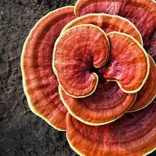 Ganoderma Spore Can Save Your Life in this COVID-19 Era 