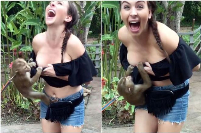 Video: Moments Monkey Attempts to Pull Down Woman's Top in Thailand