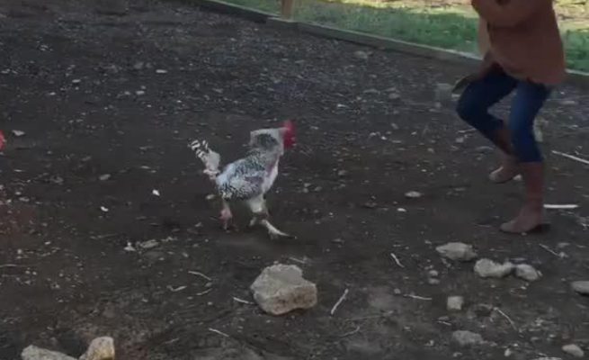 Chicken Allegedly Attacks and Kills
