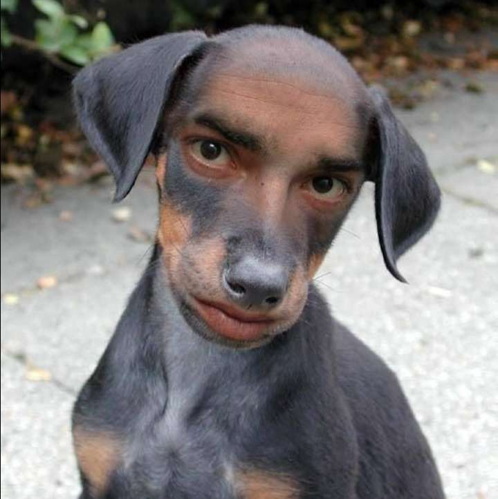 To Look Like A Dog