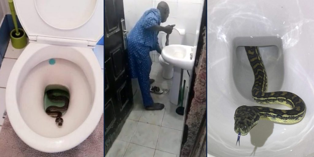 How to Handle Snakes in Toilet Bowl and Other Household Disasters
