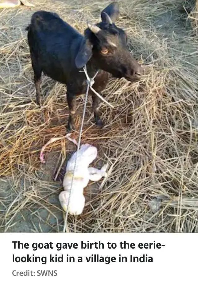 ENDTIME!!! Goat Gives Birth to “Humanoid Kid” With Baby-like Features