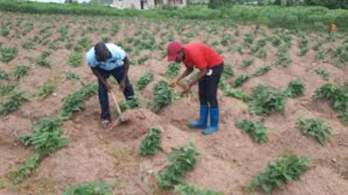 Tips on How to Start Potatoes Farming and Cash Out Big