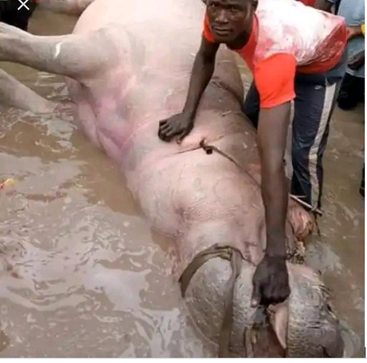 Trending Photos of  Huge Hipopotemus Killed By Fishermen In Kebbi