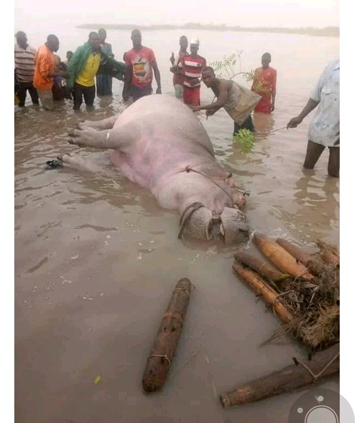 Trending Photos of  Huge Hipopotemus Killed By Fishermen In Kebbi