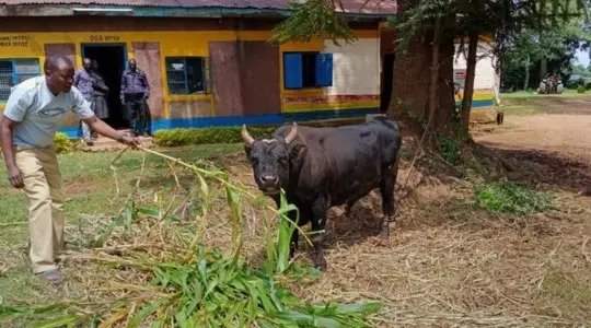 See The Bull Arrested In Kenya For Killing A Woman (Photo)