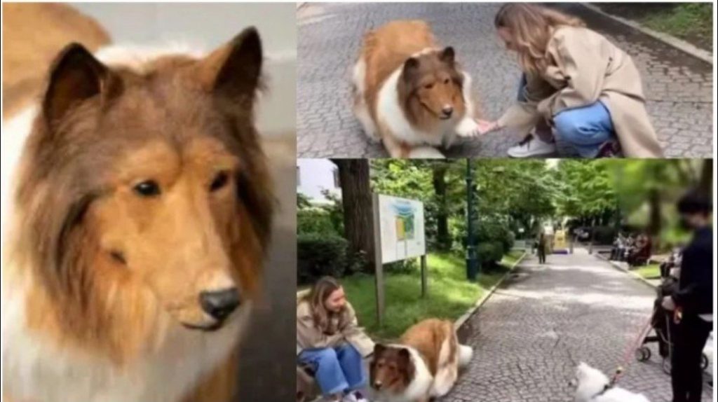 Video: Japanese Man Who Wants to Be A Dog, Makes First Public Appearance After Spending $20,000 To Achieve His Heart Desire