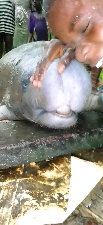 Fisherman Screams After Catching A Large Manatee