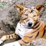 dog-painted-as-tiger