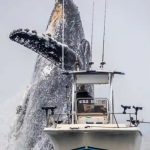 A Mountain from the Sea: Photographer Captures Humpback Whale’s Breathtaking Breach Beside Boat