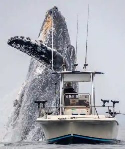 A Mountain from the Sea: Photographer Captures Humpback Whale’s Breathtaking Breach Beside Boat