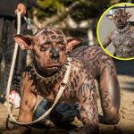 The $2.7 Million Dog: Social Media Buzzes Over Viral ‘Man to Dog’ Transformation Claim